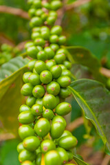 Plantas con Granos de Café Verde
