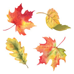 A set of autumn leaves. Watercolor illustration. Maple, oak and birch leaf. Thanksgiving day.
