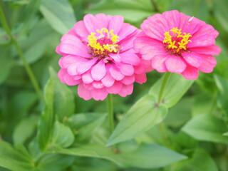 Obraz premium Pink zinnia blooming in the garden.
