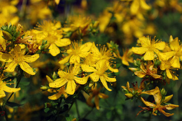 Yellow flowers of St. John's wort (lat.Hypericum) - medicinal plant