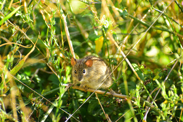 Field Mouse in the thicket