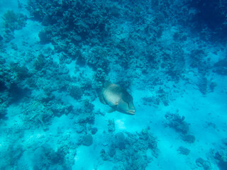 Napoleon fish in the depths of the Red Sea