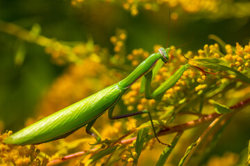 Common praying mantis, Mantis religiosa.