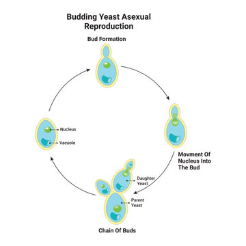 Budding Yeast Asexual Reproduction Design