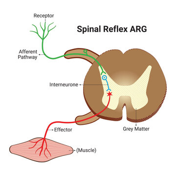 Spinal Reflex Design Vector design