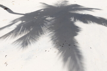 Shadow of a coconut palm tree is on white sand