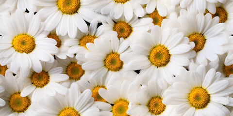 Obraz premium Marguerite flowers or Daisy Seamless texture. Beautiful floral pattern that repeats.