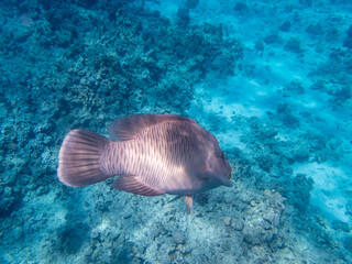 Napoleon fish in the depths of the Red Sea