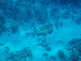 Fototapeta na wymiar Napoleon fish in the depths of the Red Sea