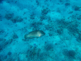 Napoleon fish in the depths of the Red Sea