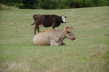 Cows and calves on the run in summer