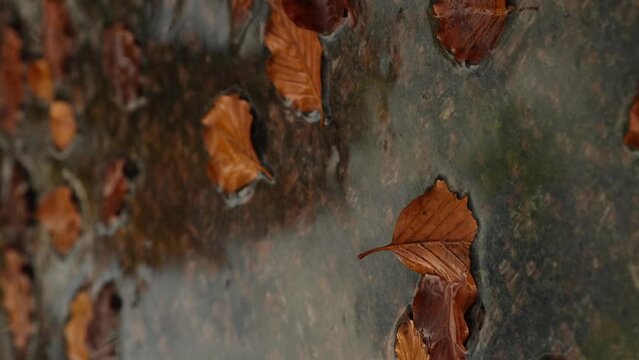 Fall raindrops falling into puddle with autumnal leaves. Vertical Hello Fall Autumn leaves float on the surface of the water. Fallen orange leaf is sailing on dark puddle. Hygge atmosphere Falling