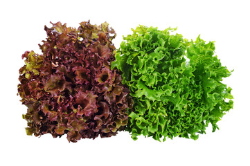 green and red lettuce transparent png - obrazy, fototapety, plakaty