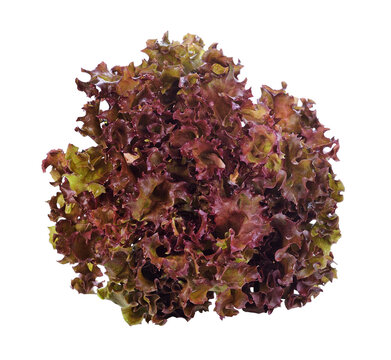 red lettuce transparent png