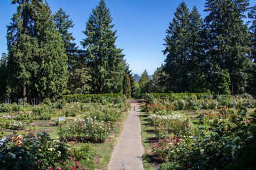 Rose garden
