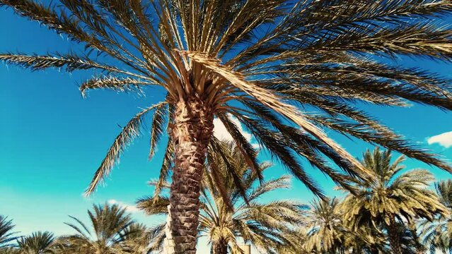 date palm plantation deglet nour in the region of biskra algeria