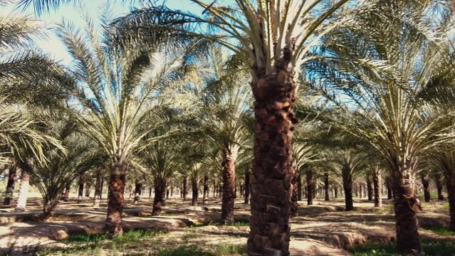 date palm plantation deglet nour in the region of biskra algeria