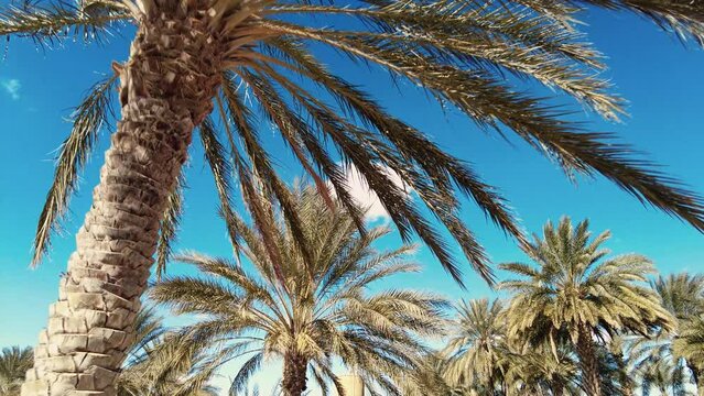 date palm plantation deglet nour in the region of biskra algeria
