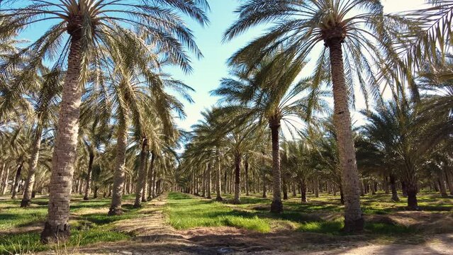 date palm plantation deglet nour with sun rays in the region of biskra algeria