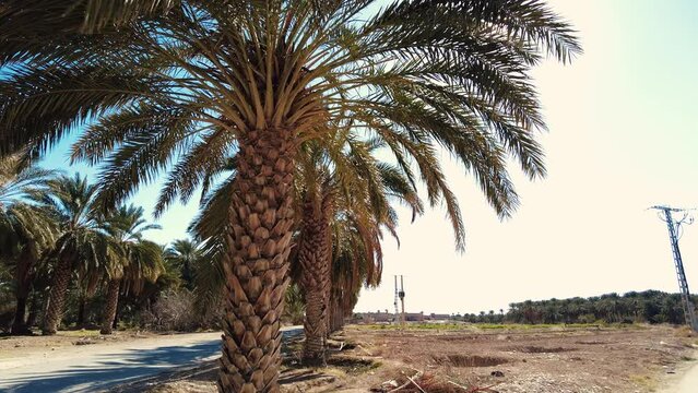 date palm plantation deglet nour in the region of biskra algeria