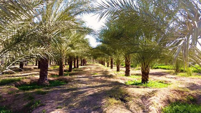 date palm plantation deglet nour in the region of biskra algeria