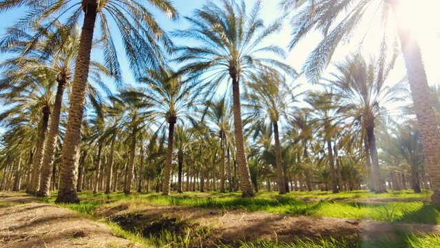 date palm plantation deglet nour with sun rays in the region of biskra algeria