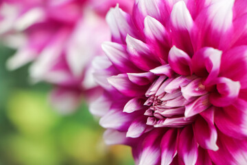 Selective focus on dahlia flower with copy space
