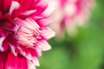 Closeup of beautiful dahlia flower in garden, copy space