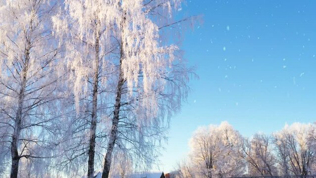 Icy trees, village and frozen icy lake, tilt up view. Sunny winter day