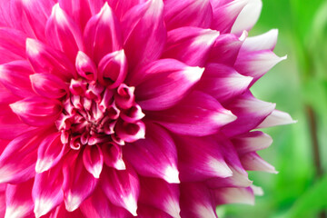 Colorful Dahlia flower blooming in garden