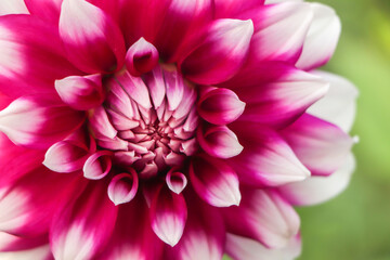 Magenta Dahlia Hybride. Garden plants of brightly colored for parks, balconies, terraces