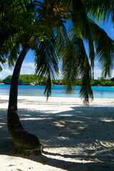 Curved Palm Tree on Sapphire seas