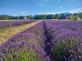 sequim lavender field washington