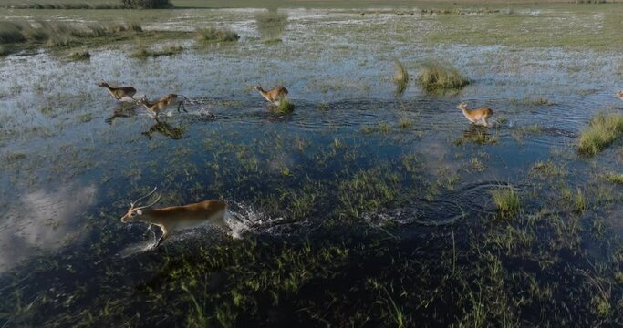 Aerial. Red Lechwe running in the wetland of the Okavango Delta