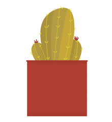 cactus in a red bag
