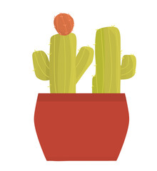 two cactus in a pot