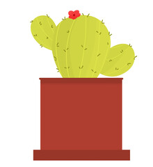 cactus in a red pot