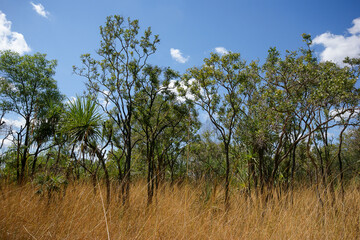 Dry bushland with gum trees (Eucalyptus) and pandanus trees in high dry grass, Northern Territory,...