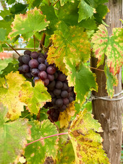 Purple grapes ripen on the branches of the vineyard in autumn