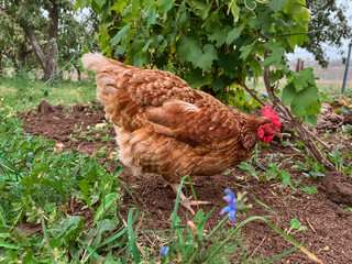 A red hen walks in the garden and looks for worms in the ground