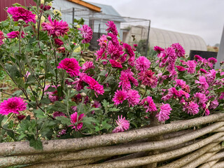 Lilac chrysanthemum flowers grow in the garden behind a wooden wicker fence