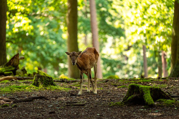 Rotwild bei der Futtersuche