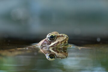 Young european common brown frog (Rana temporaria) peeks out of the water. Wildlife scene with...