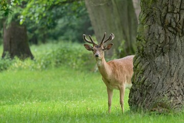 A fallow deer with antlers growing in velvet is peeking out from behind the tree. Dama dama