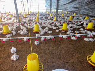 Mattiro Bulu, South Sulawesi Indonesia.
A broiler chicken farm in the Mattiro Bulu sub-district,...