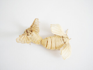 Silkworms are mating on a white background. Closeup photo, blurred.