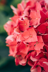 blooming hydrangea bush, garden flowers, background 