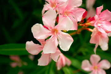 Beautiful Light Pink Oleander Flowers on Blur Green Leaves Background