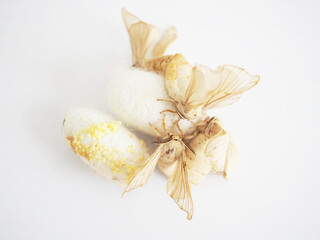 Silkworms are mating on a white background. Closeup photo, blurred.