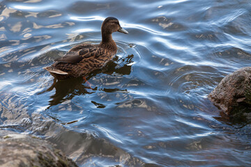 A wild duck floats on smooth waves among the stones